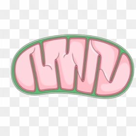 Transparent Holi Pichkari Clipart Png - Mitochondria Png, Png Download - pichkari png