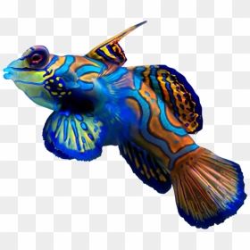 Thumb Image - Beautiful Fish In The Sea, HD Png Download - coral png