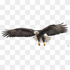 Eagle Png Image - Golden Eagle Flying Transparent Background, Png Download - bald eagle png