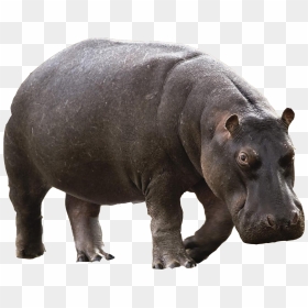 Animals Png Free Images - Hippo Png, Transparent Png - animals png
