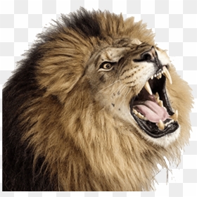 Png Lion Head Roaring Transparent Lion Head Roaring - Lion Roar Png, Png Download - lion head png