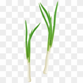 Free Png Green Fresh Onion Png Images Transparent - Cebolla Planta Png, Png Download - onion png