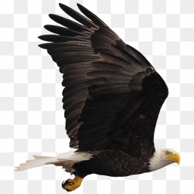 Bald Eagle , Png Download - Eagle, Transparent Png - bald eagle png