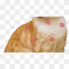 Transparent Dog Collar Png - Paw, Png Download - paw png