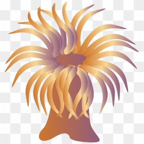 Clip Art Sea Anemone, HD Png Download - coral png