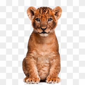 Cute Clipart Wild Animal - Lion Cub Png, Transparent Png - animals png