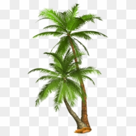 Palm Tree Png - Transparent Background Palm Tree Png, Png Download - palm leaf png