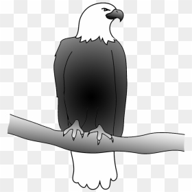 Outline Of Bald Eagle, Bald Eagle Drawing - Drawing Eagle Clipart Outline, HD Png Download - bald eagle png