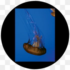 D - Antonakos - Single Jellyfish - Jellyfish , Png - Jellyfish, Transparent Png - jellyfish png