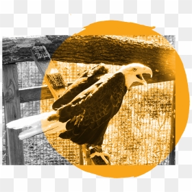 Bald Eagle Clipart , Png Download - Bald Eagle, Transparent Png - bald eagle png