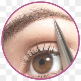 Copy Of Social Media Untitled Design - Eyelash Extensions, HD Png Download - eyebrows png