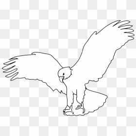 Sketch Of Bald Eagle Landing - Hawk, HD Png Download - bald eagle png