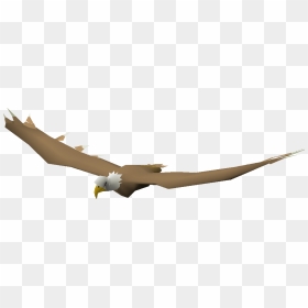 Old School Runescape Wiki - Bald Eagle, HD Png Download - bald eagle png