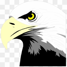 Transparent Bald Eagle Png - Bald Eagle Head Clip Art, Png Download - bald eagle png