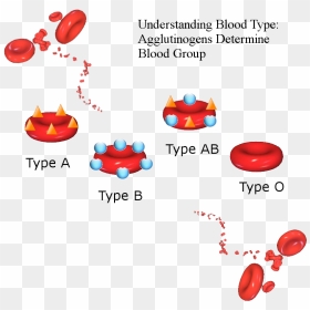 All The Blood Types, HD Png Download - dripping blood png