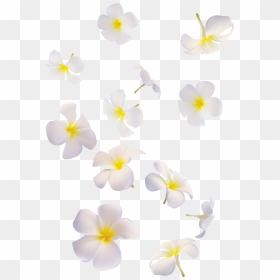 Transparent Flower Overlay Png - White Flowers Falling Png, Png Download - white flower png