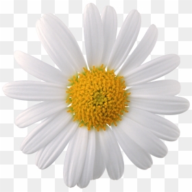 Chamomile Png, Transparent Png - white flower png