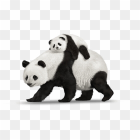Panda, Telus Hand Down Smartphones Mobility Telusm - Real Photos Of Animals, HD Png Download - animals png