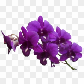 Purple Flower Frame Png Res Purple Flowers Png By - Transparent Purple Flowers Png, Png Download - purple flowers png