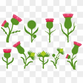 Thistle Flower Vectors - Cardo Vector, HD Png Download - png flowers vectors