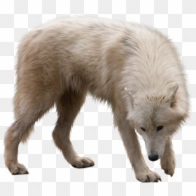 Winter Animals Png - White Wolf Transparent Background, Png Download - vhv