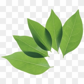 Leaves Clipart Coca Plant - Leaf Pngs, Transparent Png - cocaine png