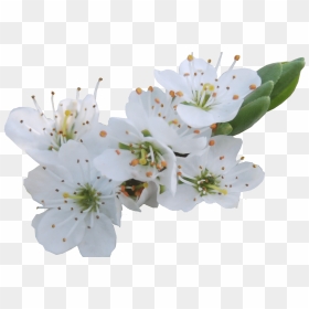 White Flowers Png Gallery Flower Decoration Ideas - White Cherry Blossom Png, Transparent Png - white flower png