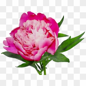 Pink Cut Shopping Peony Online White Flowers Clipart - Pink Peonies Transparent Background, HD Png Download - white flower png