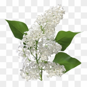 Thumb Image - White Lilac Png, Transparent Png - white flower png