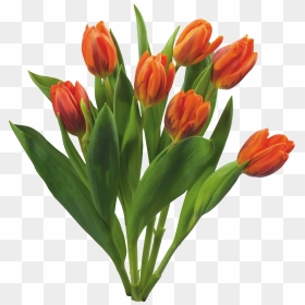 Bouquet Flowers Png - Flowers Png, Transparent Png - spring flowers png