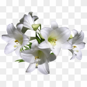 Valdobbiadene Superiore Di Cartizze Dry, HD Png Download - white flower png