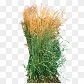 Ornamental Grass Png - Calamagrostis Png, Transparent Png - ornamental grass png
