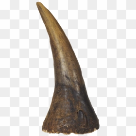 Image Albrecht D Rer - Rhinoceros Horn Png, Transparent Png - horns png