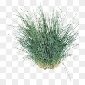 Ornamental Grass Cut Out , Png Download - Ornamental Grass White Background, Transparent Png - ornamental grass png