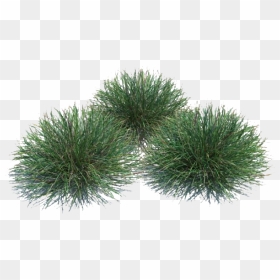 Cut Out Bushes Photoshop, HD Png Download - ornamental grass png