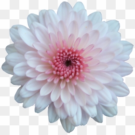 Pink And White Flower Png , Png Download - Chrysanthemum Png, Transparent Png - white flower png