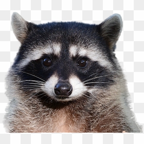 Raccoon Png, Transparent Png - raccoon png