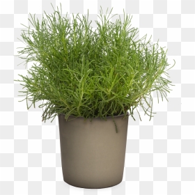 Wild Grass Png , Png Download - Santolina Png, Transparent Png - ornamental grass png