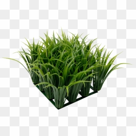 Ornamental Grass Png - Aquarium, Transparent Png - ornamental grass png