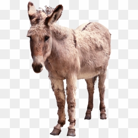 Donkey Png - Advertisements For Donkeys, Transparent Png - donkey png