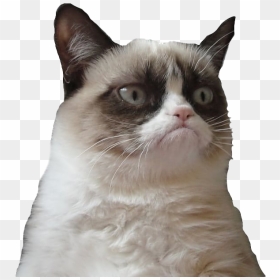 Grumpy Cat Face Png Picture - Grumpy Cat Png, Transparent Png - cat face png
