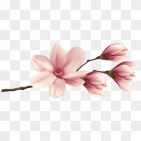 Spring Magnolia Branch Png Clip Art Image - Magnolia Clipart Png, Transparent Png - spring flowers png