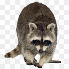 Raccoon Png Free Download - Raccoon Transparent Background, Png Download - raccoon png