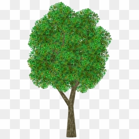 Transparent Ornamental Grass Png - Apple Tree Transparent Background, Png Download - ornamental grass png