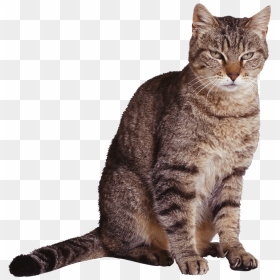 Cat Png - Taxonomy Of Cat Domain, Transparent Png - cat face png