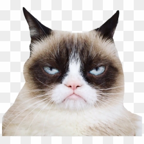 Grumpy Cat Png Photos - Grumpy Cat Png, Transparent Png - cat face png