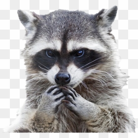 Transparent Background Raccoon Png, Png Download - raccoon png