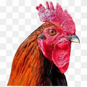 Background Wallpaper Cock Bird Poultry - Chicken Head Png, Transparent Png - head png