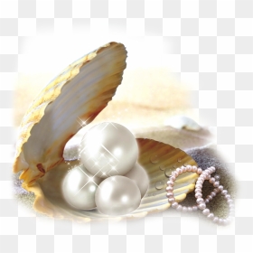 Seashells Open, HD Png Download - pearl png