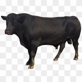 Bull - Bull Png, Transparent Png - bull png